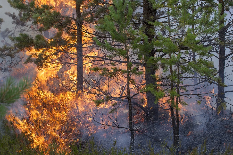 INCÊNDIO VERSOS PANDEMIA!