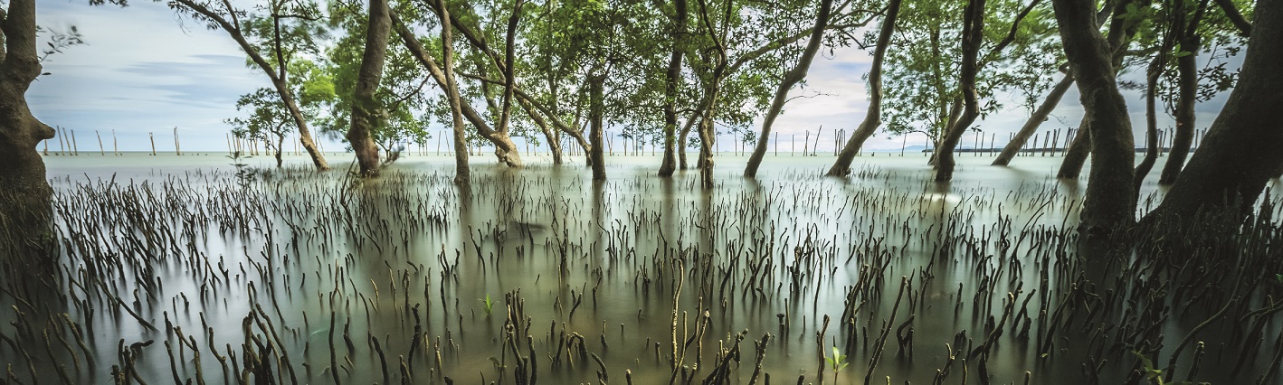 A IMPORTÂNCIA DOS MANGUEZAIS PARA O ECOSSISTEMA