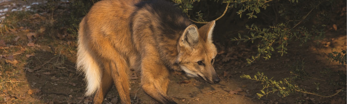 Você sabe o valor do lobo-guará?