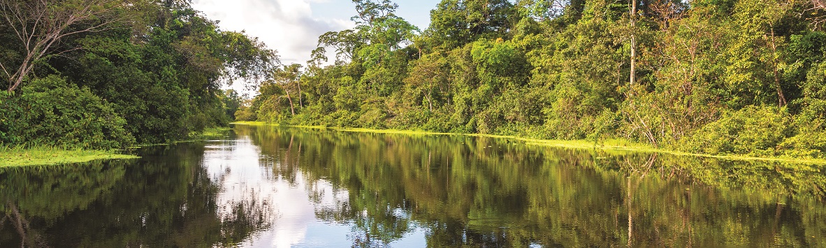 O DESMATAMENTO NA AMAZÔNIA PODE GERAR NOVAS EPIDEMIAS!